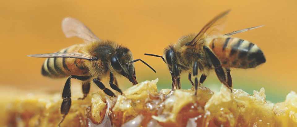 GettyImages-bees-c70cd53