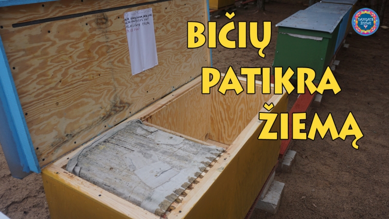 Bičių patikra žiemą
