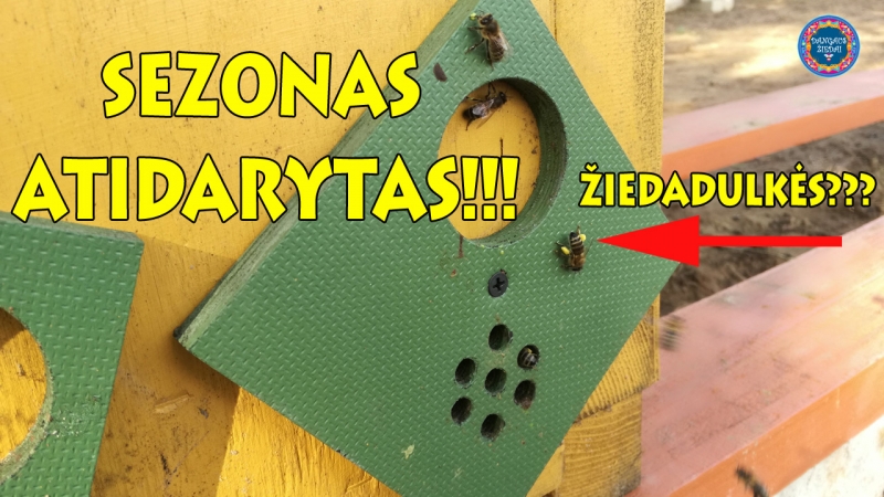 Bitės jau neša žiedaulkes