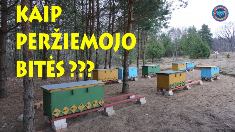 Kaip peržiemojo bitės