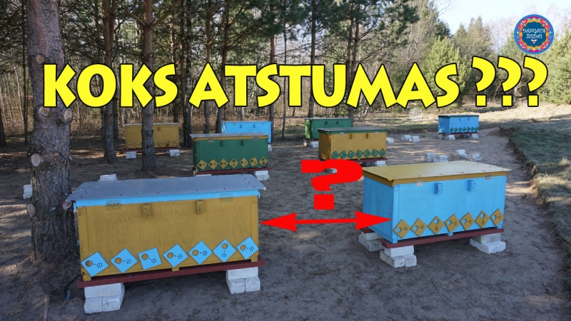 koks atstumas turi buti tarp aviliu