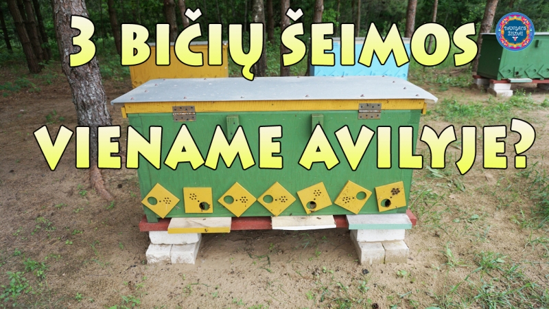 3 bičių šeimos viename avilyje