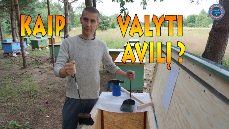 Kaip valyti avili
