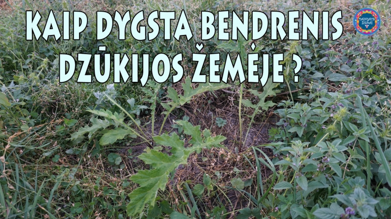 Kaip dygsta apskritagalvis bendrenis Dzūkijoje