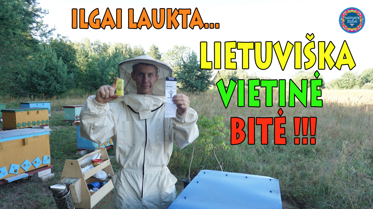 Lietuviškos vietinės bitės