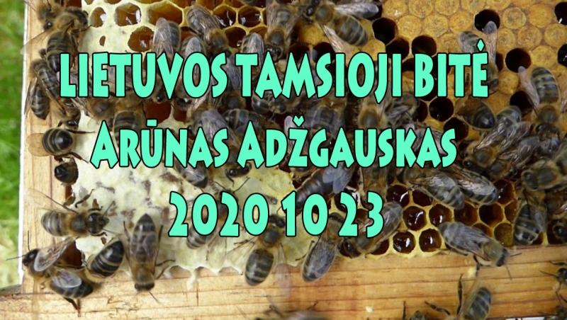 Arūnas Adžgauskas