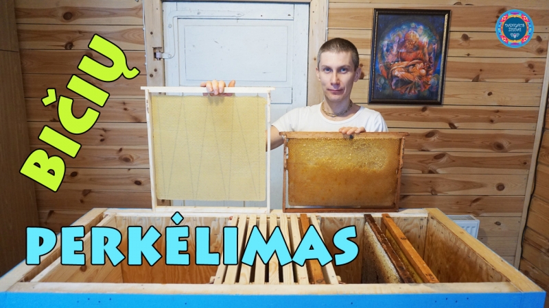 Bičių perkėlimas