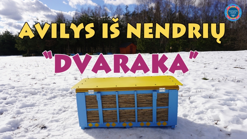 Avilys iš nendrių Dvaraka