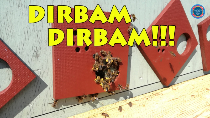 Bitės dirba