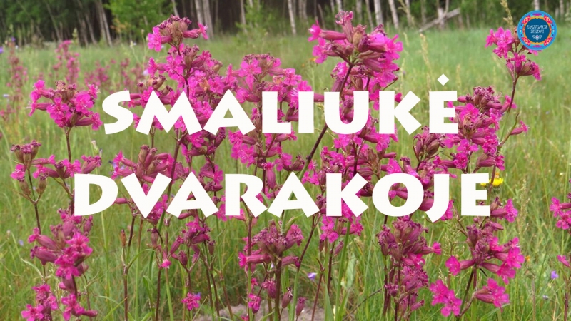 Smaliuke Dvarakoje