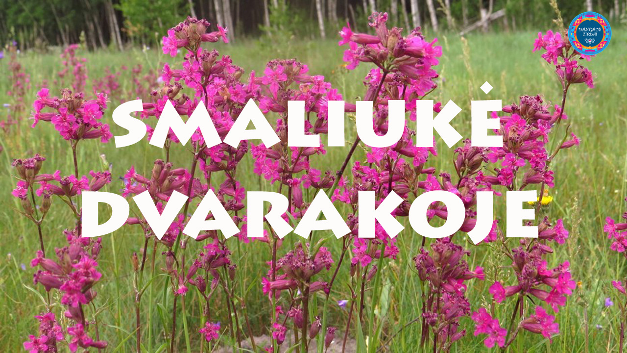 Smaliuke Dvarakoje