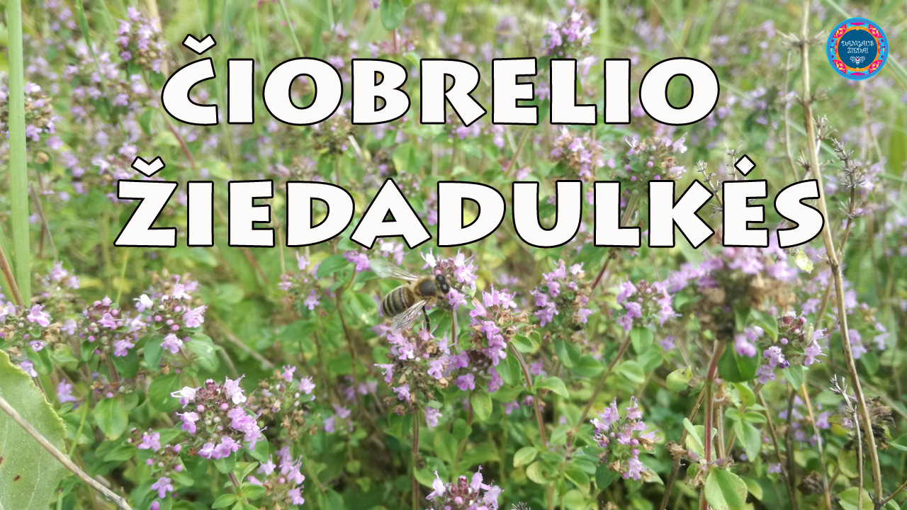 čiobrelio žiedadulkės