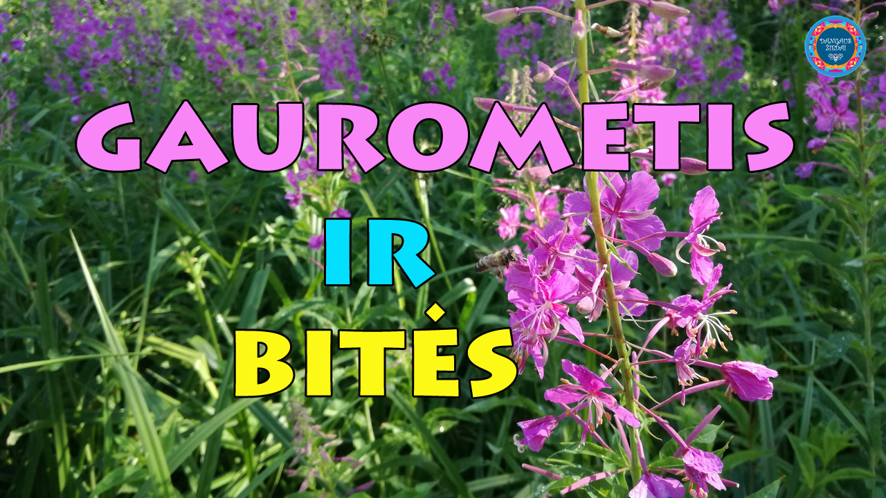 Gaurometis ir bites