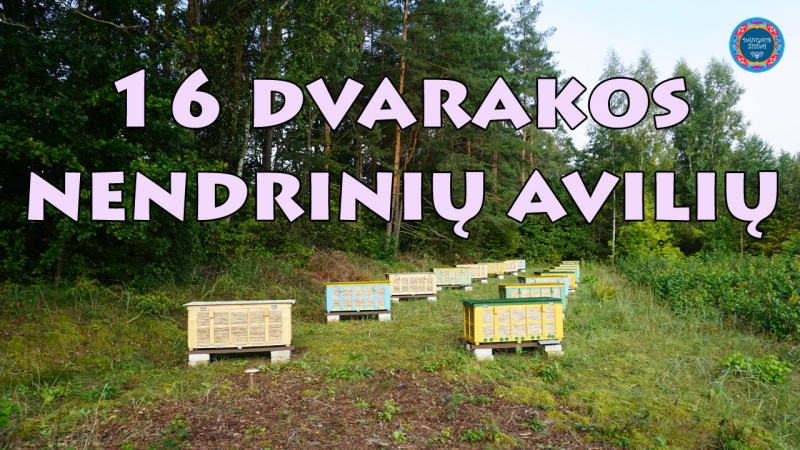16 Dvarakos nendriniu aviliu