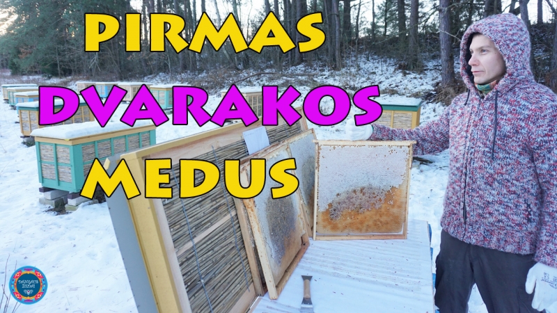 pirmas Dvarakos medus