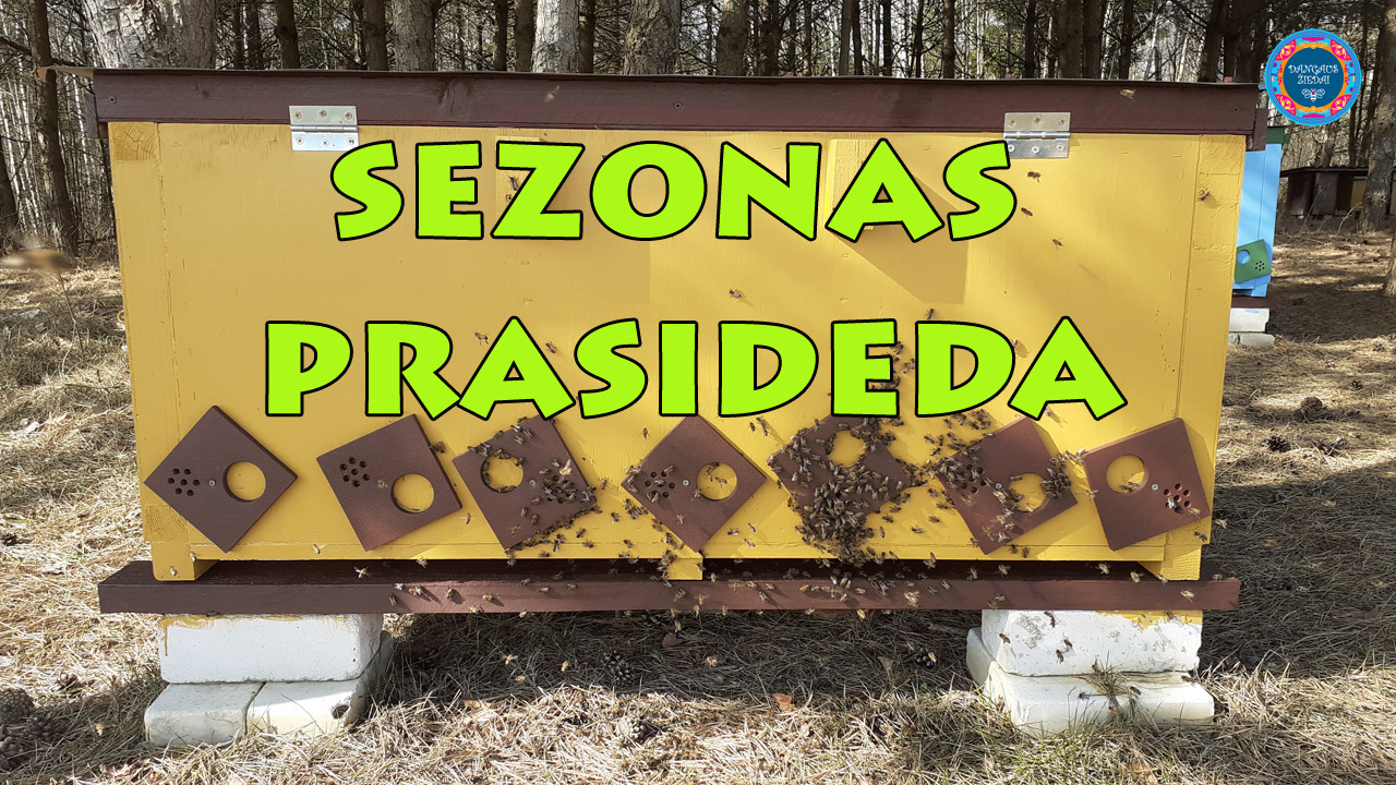 sezonas prasideda