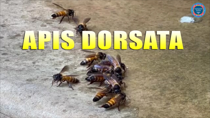 apis dorsata